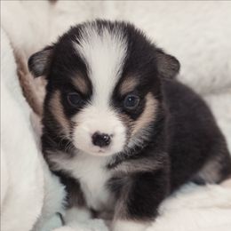 CKC Black Tri Male - Black and tan male American Corgi puppy in Clovis, New Mexico from Sweet & Salty Cowdogs
