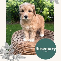 Rosemary - Apricot female Australian Labradoodle puppy in Mendon, Massachusetts from New England Labradoodles