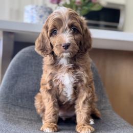 Goldendoodle Puppies from Doodle Bears of Southern Utah