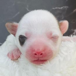 Ranger - Chocolate, tan and white male Yorkshire Terrier puppy in Mankato, Minnesota from Tiny and Treasured