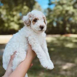 Seth - Parti male Poodle puppy in Mount Vernon, Illinois from Autumn Powell
