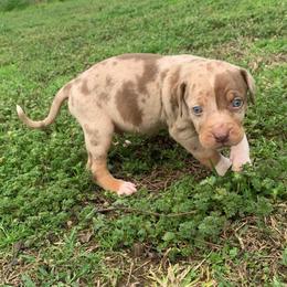 Male 3 - Red merle male Catahoula Leopard Dog puppy in Gadsden, Alabama from Rich Cat’s