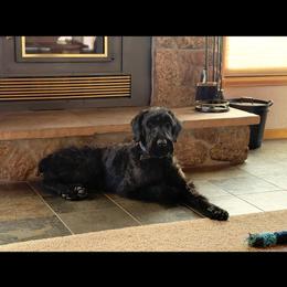 Max - Black male Giant Schnauzer puppy in Tabernash, Colorado from Schnauzer Paw Homestead