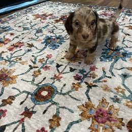 Samson - Dapple male Dachshund puppy in Magnolia, Texas from Carrie’s Countryside Dachshunds