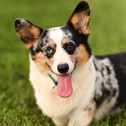 Opie - American Corgi