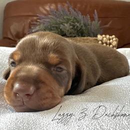 Dilly - Chocolate and tan male Dachshund puppy in Karnes County, Texas from Lazzy Z Dachshunds