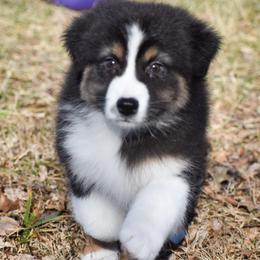 Cali - Black tri-color female Australian Shepherd puppy in Easton, Missouri from MMA Kennel