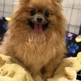 Taffy - Pomeranian