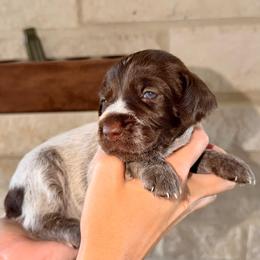 Brown - Brown and gray female Wirehaired Pointing Griffon puppy in Devine, Texas from Tombstone Kennels
