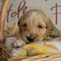 Barney - Buff and white male Cockapoo puppy in Missouri from KDK Missouri Miniature Poodles