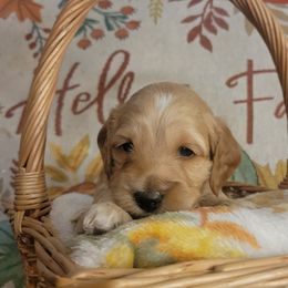 Barney - Buff and white male Cockapoo puppy in Missouri from KDK Missouri Miniature Poodles