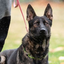 4OH5 - German Shepherd
