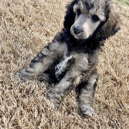 Poodle Puppies from Cosmic Caliber Standard Poodles