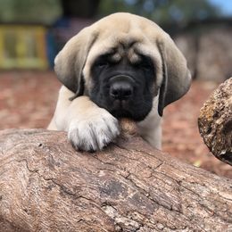 Mastiff Puppies from Majestic Mastiffs of Florida