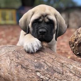 Mastiff Puppies from Majestic Mastiffs of Florida