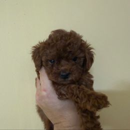 Cherry - Red  female Poodle puppy in Weston, Florida from Miami Toy Poodles