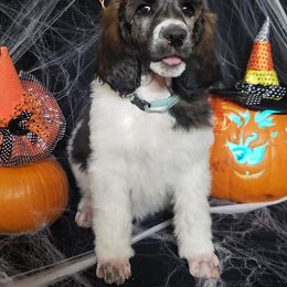 Poodle Puppies from OMG Poodles