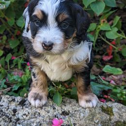 Bernedoodle Puppies from Mountain Top Bernedoodles