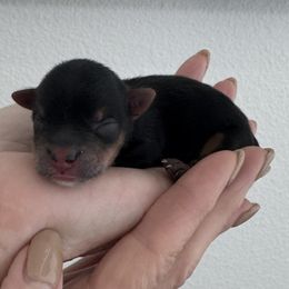 Tinsel - Black and tan female Yorkshire Terrier puppy in West Fargo, North Dakota from A Yorkie Tale