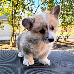 Male 2 (Tex) - Red male Pembroke Welsh Corgi puppy in Allen, Texas from Whitecreek Corgis