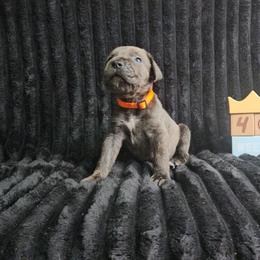 Orange collar - Gray and fawn male Cane Corso puppy in Fritch, Texas from Carrie Brown's Cane Corsos