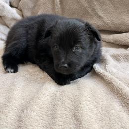 Java - female Nenets Herding Laika puppy in Rockville, Maryland from Skais the Limit