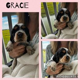 English Springer Spaniel Puppies from Folly Beach English Springer Spaniels