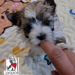 Baby Saja - Tan and white male Yorkshire Terrier puppy in California from Corazon de gigante