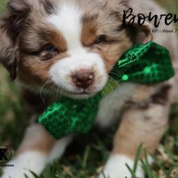 Australian Shepherd, Miniature American Shepherd, Miniature Australian Shepherd, and Toy Australian Shepherd Puppies from TK Standard, Mini, & Toy Aussies