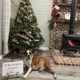 Boxer puppies from David's Boxers