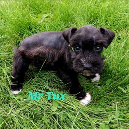 Mr Tux - Black male Miniature Schnauzer puppy in Shoshone, Idaho from Debra Kruse's Miniature Schnauzers