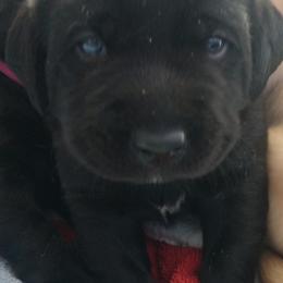 Girl 1 - Black Labrador Retriever puppy in Farmington, Washington from Eelkema's Labradors at CrossView Ranch