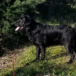 Labrador Retriever All Grown Up from Artesian Labradors