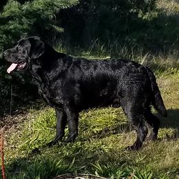 Labrador Retriever All Grown Up from Artesian Labradors