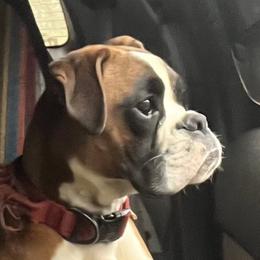 Bristol - Boxer