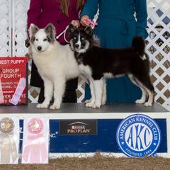 Siberian Huskies and Yakutian Laikas from For the Wise Siberian huskies
