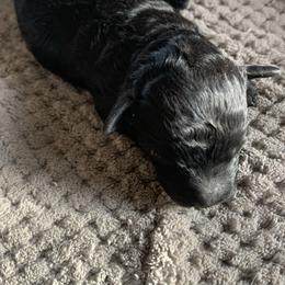 Cooper - Black male Goldendoodle puppy in Haddam, Kansas from Golden B Acres