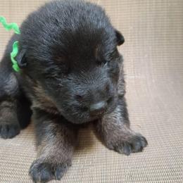 Green Boy - Black and tan male German Shepherd puppy in La Pine, Oregon from Granville/Diamond Peak German Shepherds