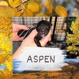 Aspen - Black male Goldendoodle puppy in Prosperity, Pennsylvania from Stelladoodles & Company