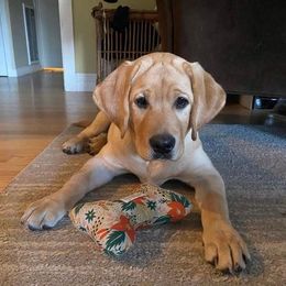 Labrador Retriever Puppies from Judy Sarao's Labs