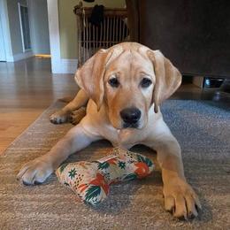 Labrador Retriever Puppies from Judy Sarao's Labs