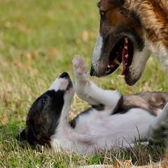 Borzoi Puppies from Rezance Borzoi
