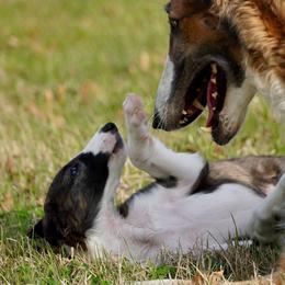 Borzoi Puppies from Rezance Borzoi