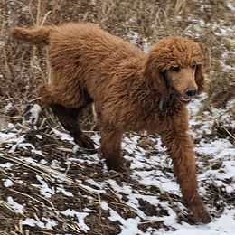 Agate - Red  Poodle puppy in Deer River, Minnesota from Poodles Around