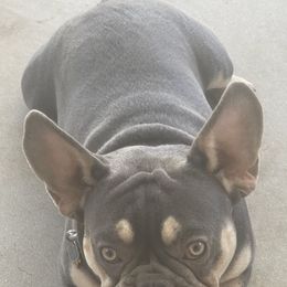 French Bulldogs from David's French Bulldog