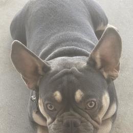 French Bulldogs from David's French Bulldog