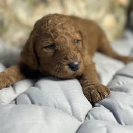 Acorn - Red  female Poodle puppy in St. Johnsbury, Vermont from Poodles of the Northern Woods