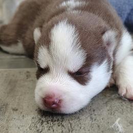 2 Loretta Lynn - Red and white female Siberian Husky puppy in Heppner, Oregon from Yuki Ookami Show Kennel
