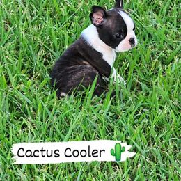 Boston Terrier Puppies from Freedom Frenchies N Bostons