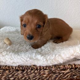 AKC Red Girl - 3,000 - Red female Dachshund puppy in Fredericksburg, Texas from Goodman Dachshunds